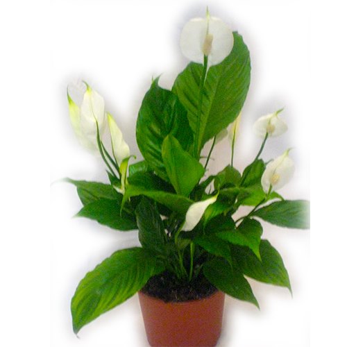 עציץ ספטיפיליום עם פרחים לבנים